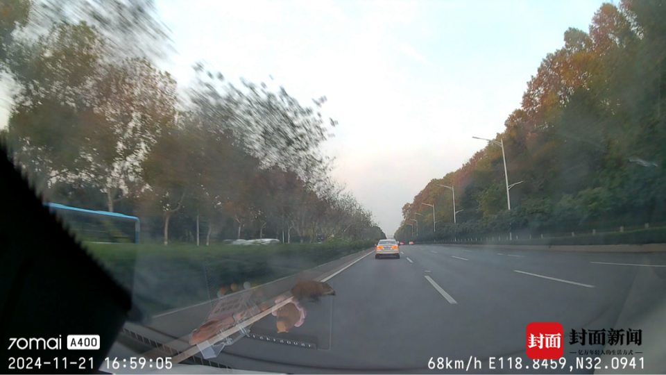 又见野猪“闯祸”撞车 “猪患”何解？管理和赔偿如何落实？多地尝试破解 ｜封面头条