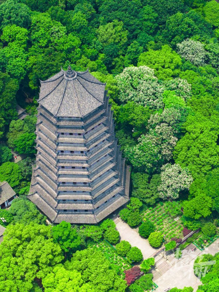 杭州discovery丨花如宝塔,朝天而开,佛系又好看的七叶树开花了