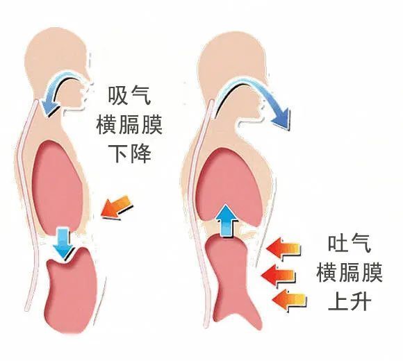 腹式呼吸动画演示图片