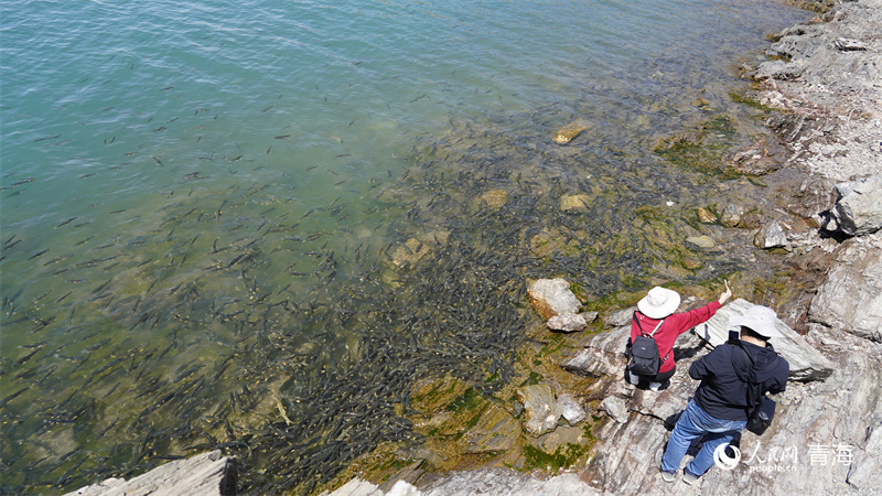 青海湖圣泉湾鱼翔浅底