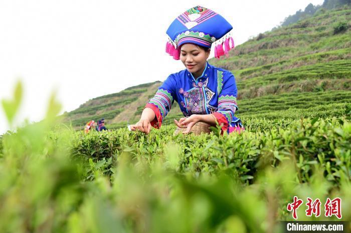 广西茶旅融合助力乡村振兴
