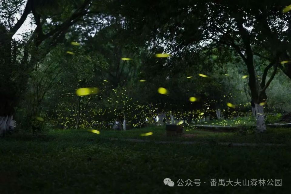 夏天萤火虫的夜晚图片图片