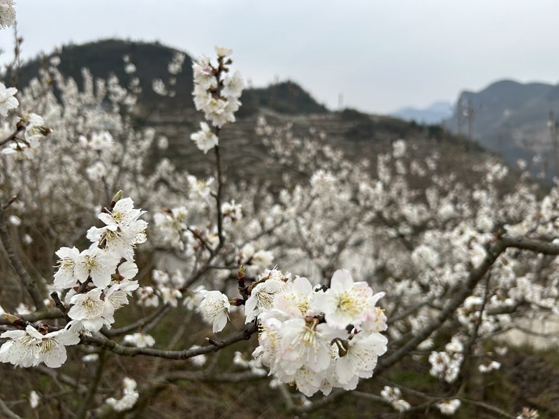 开阳县花梨镇图片