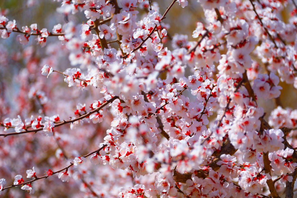一份吐鲁番赏杏花指南来了_腾讯新闻