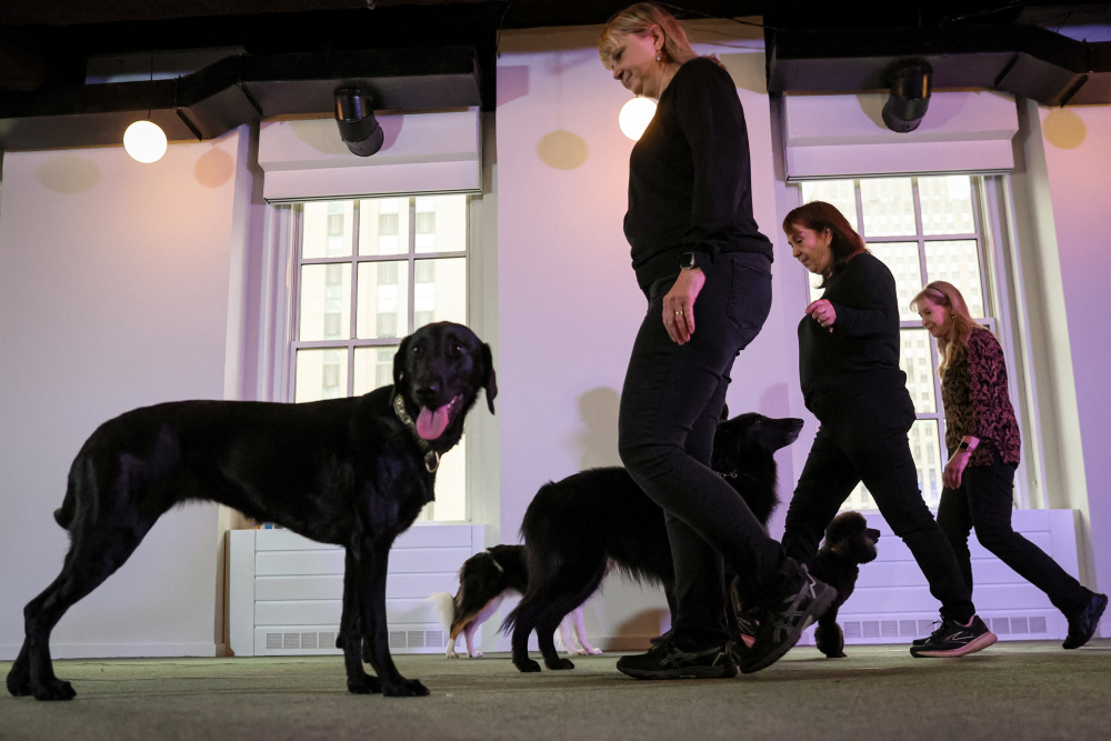 在美国纽约举行的威斯敏斯特犬展新闻发布会上拍摄的一只克罗福兰德犬