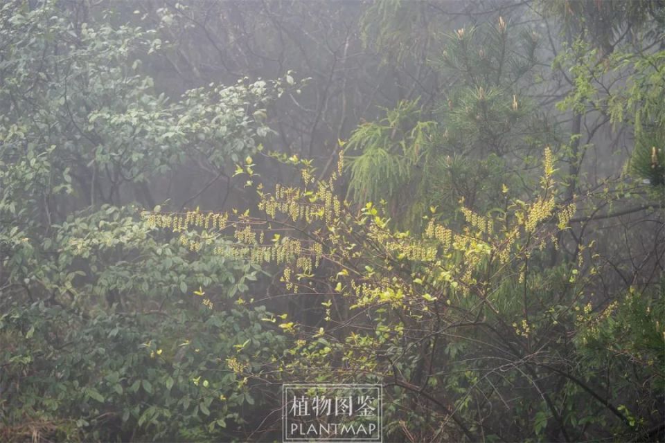 中国旌节花（jīng），春天的持节使者_腾讯新闻