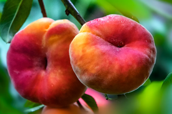 好品中国丨平谷仙桃季,甜蜜在今夏