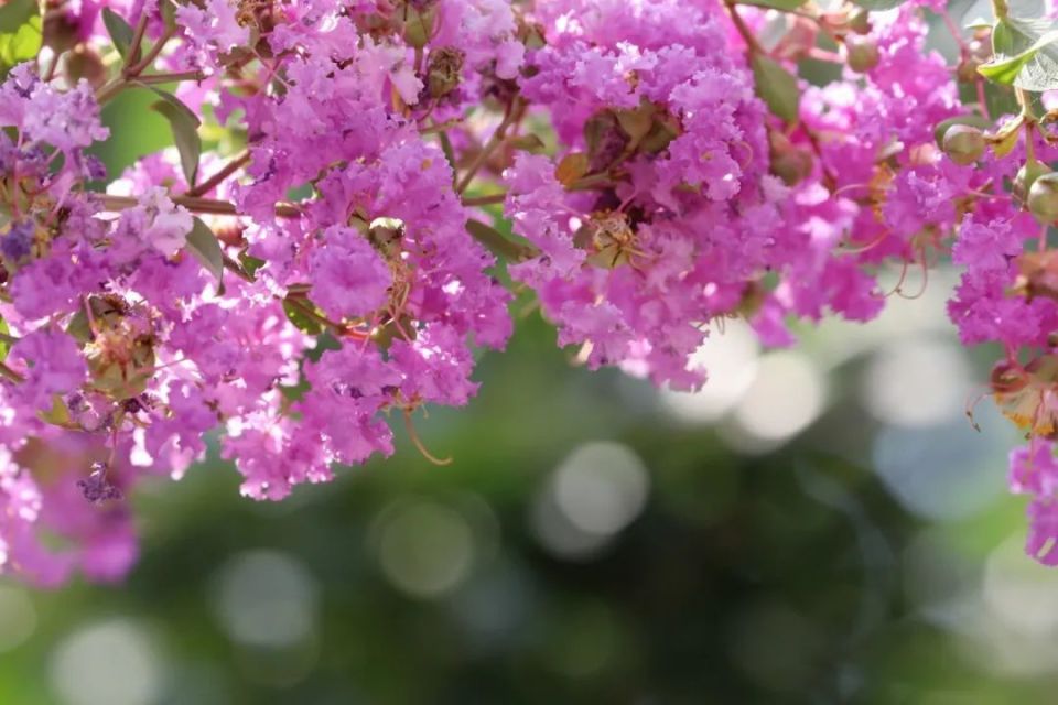 商丘市日月湖景区:花开紫薇百日红