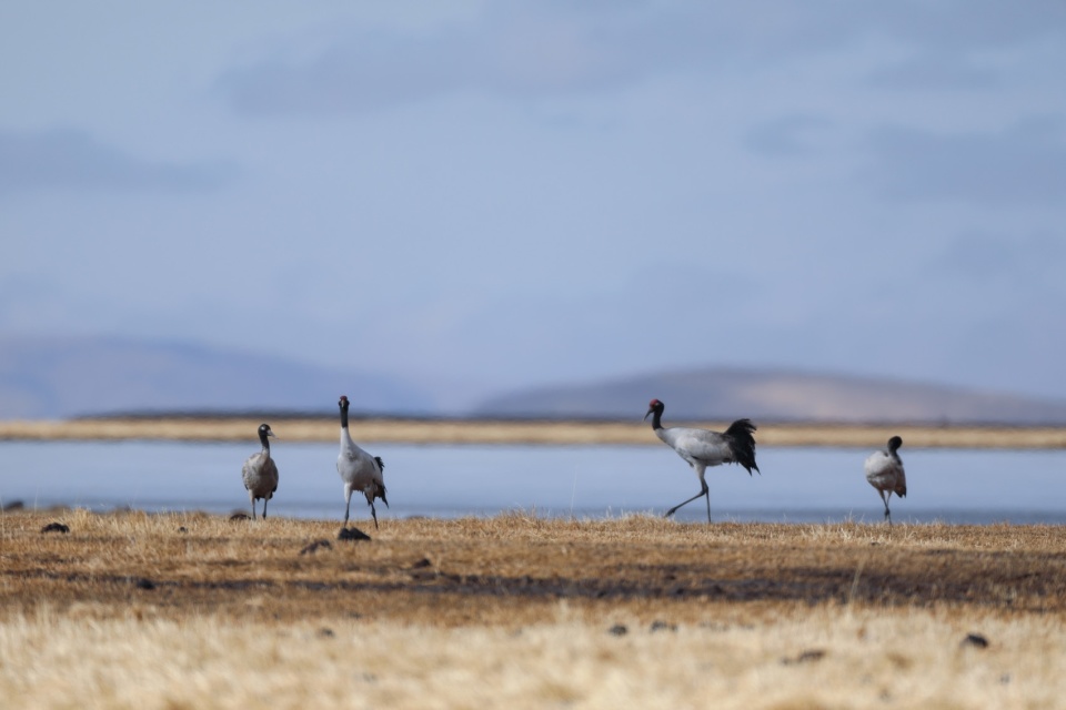 c视频丨新增7种今春若尔盖湿地花湖区域已记录鸟类30种