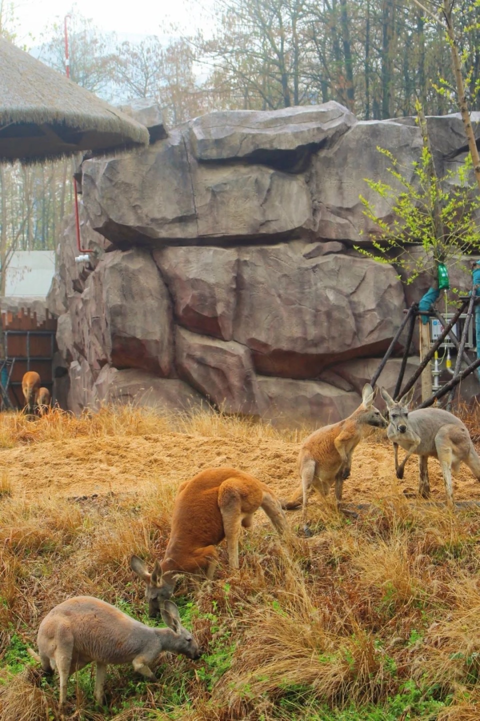 武汉动物园最新进展,汉阳"刚子"来了!_腾讯新闻