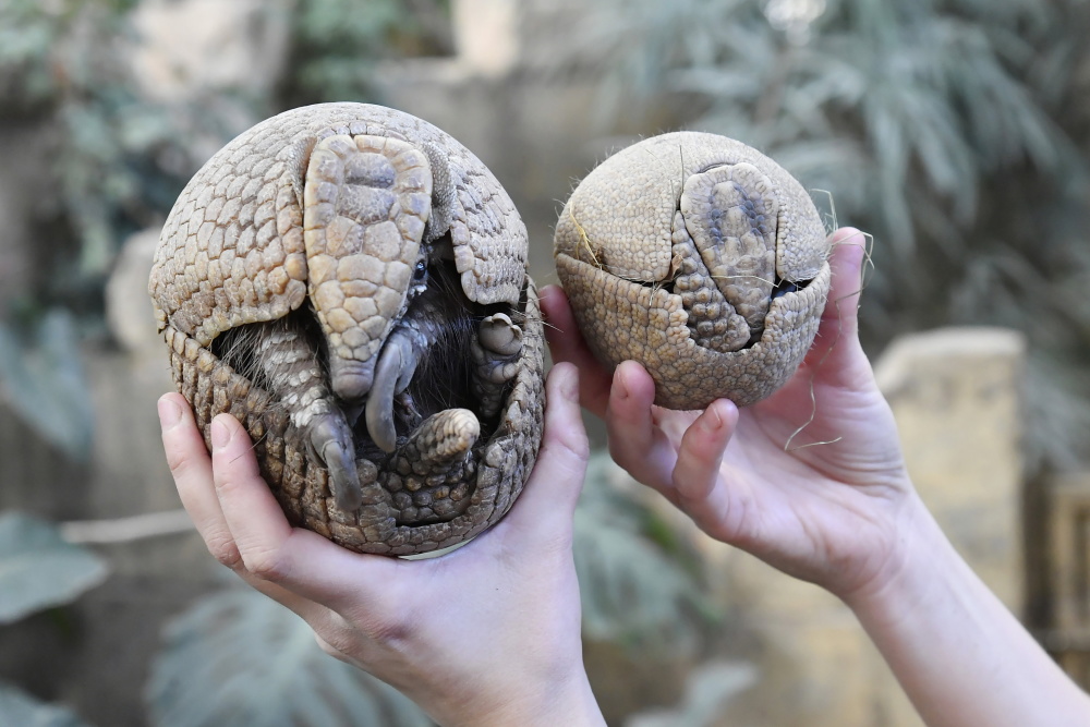 布达佩斯动物园的犰狳