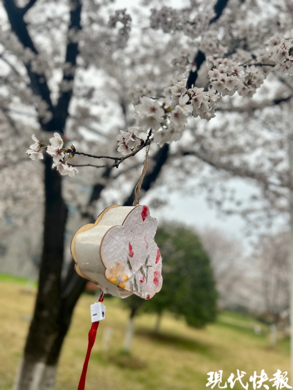 中国药科大学樱花图片