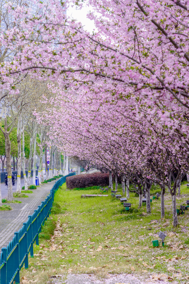 春游江淮|春意盎然,花漾弋江:那些不可错过的花海秘境_腾讯新闻