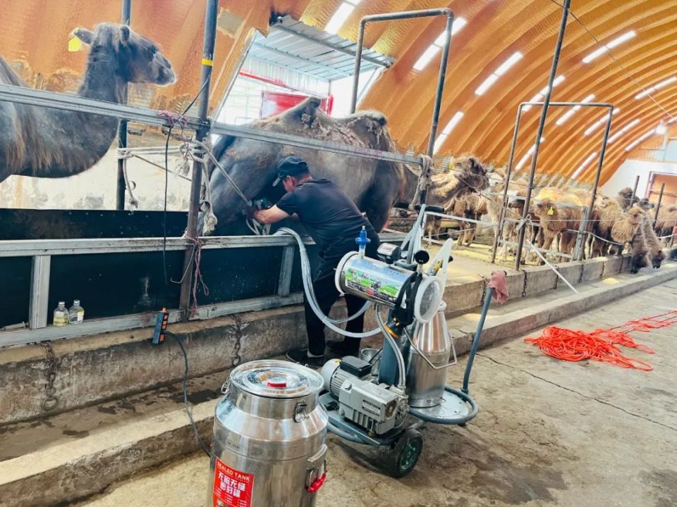 强国复兴有我 | 依曼哈孜的骆驼金链:从"沙漠之舟"到"富民之舟"的致富