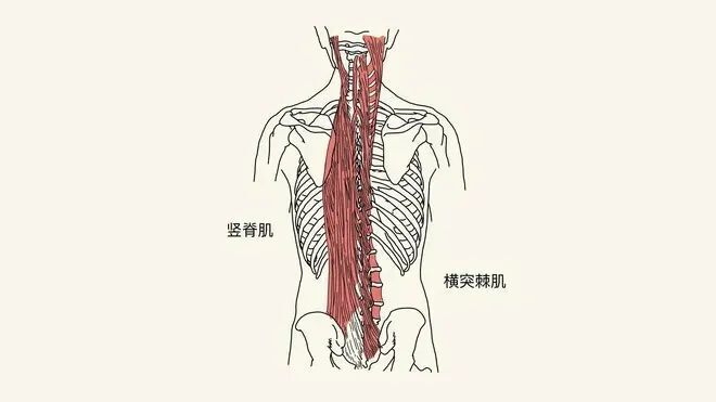 脊柱肌肉解剖图详细图图片