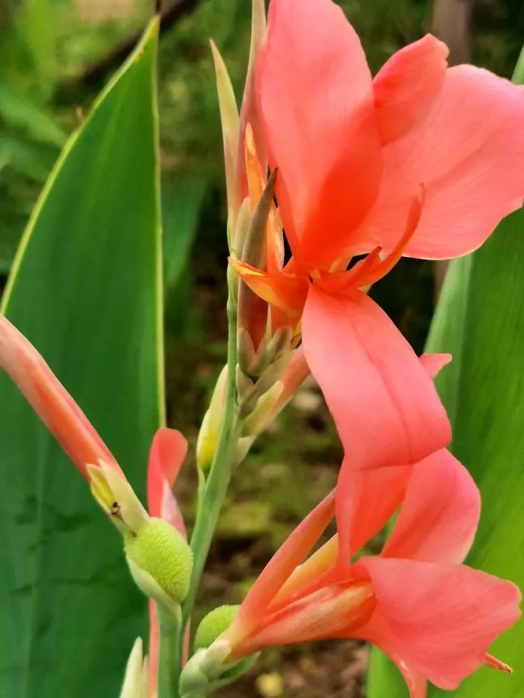 【四季皆美】美人蕉,美醉了夏日时光