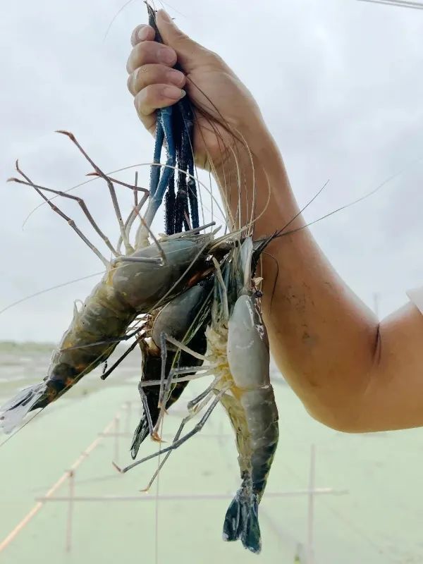 拉直钳子后,身长可以超过成人的小臂"太湖一号"大虾个头惊人作为罗氏