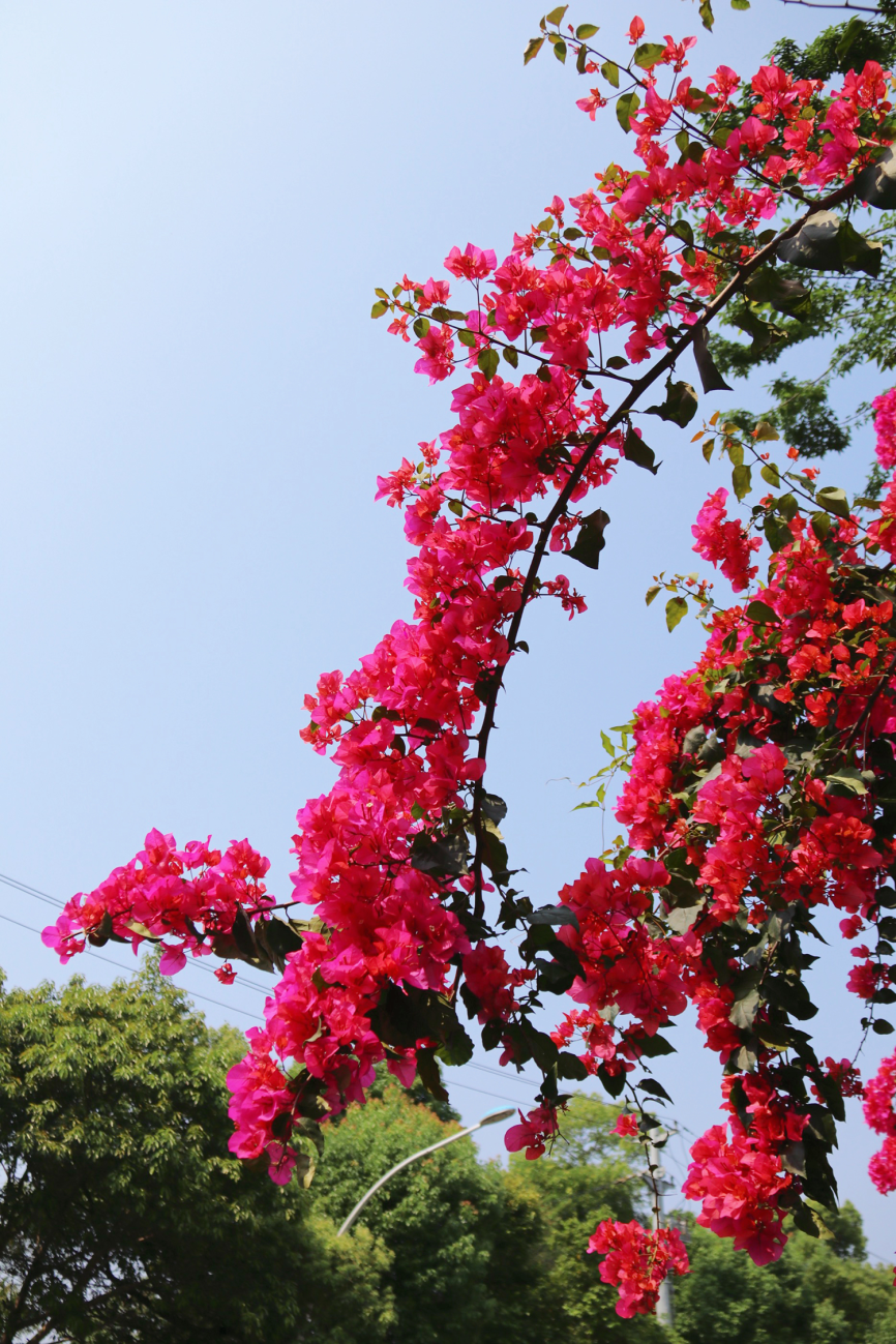 温州三角梅,花开成"瀑"!