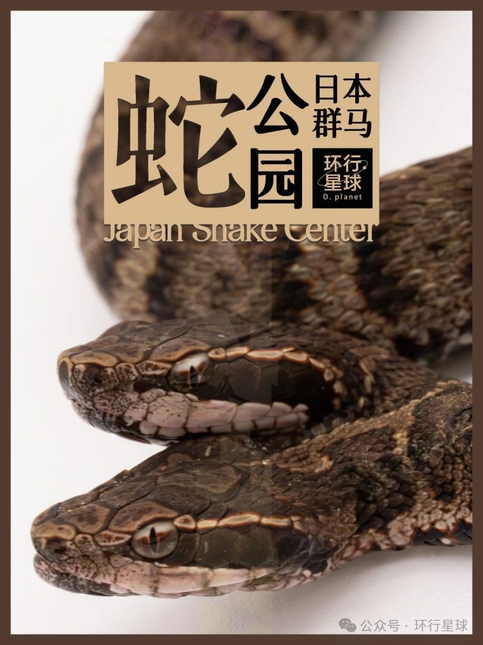 日本公园,里面全是蛇!_腾讯新闻