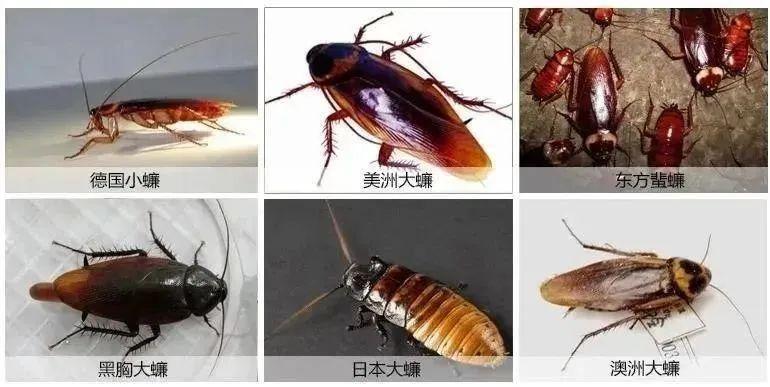 广东的蟑螂会发光?网友:又进化了!都会挥荧光棒了丨眼睩睩