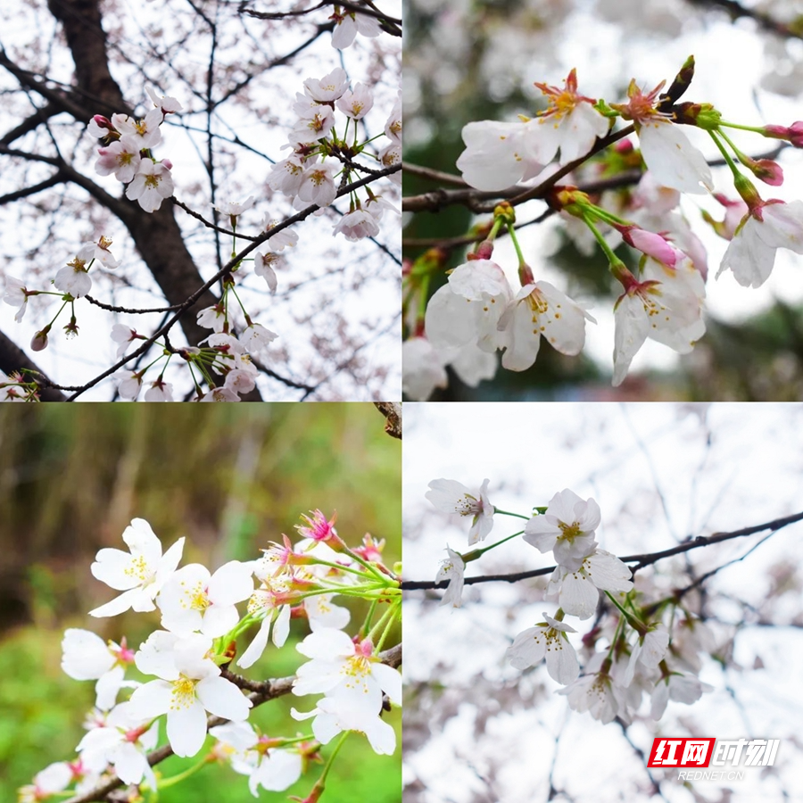 好评中国丨怀化:落"樱"缤纷!鹤城中坡山这场"樱花雨"美极了