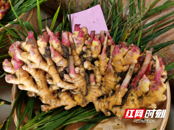 [南方生姜网-图片加载]