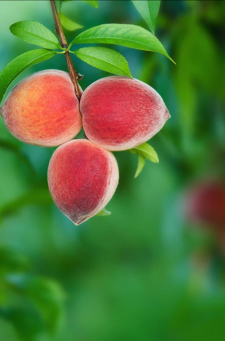 都叫桃子,水蜜桃,油桃,黄桃等口感有什么区别?网友:涨知识了