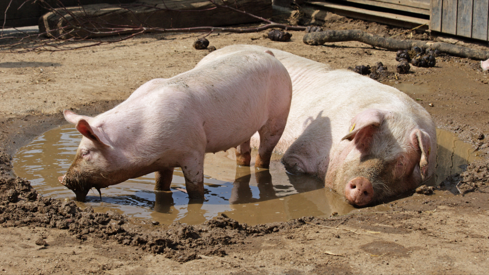 猪价涨势"熄火",发生了啥?4月23日猪价