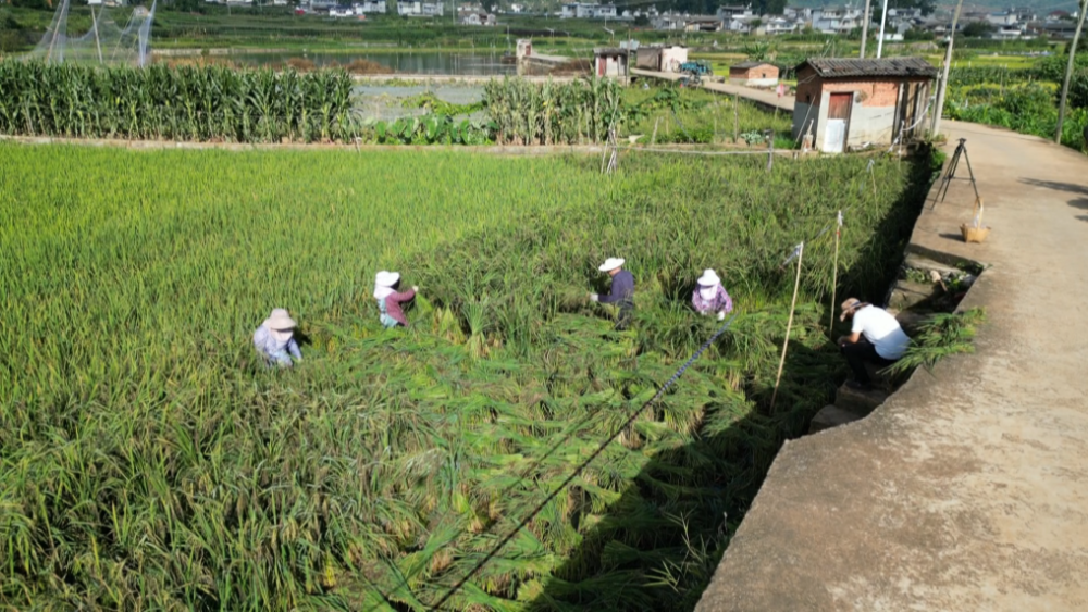 石屏县宝秀镇张向寨村↓↓↓一起来看四处呈现一片丰收的喜人景象散发