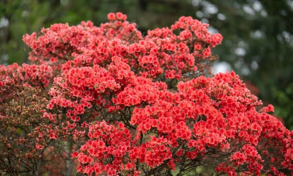 庆元龙头山杜鹃花图片