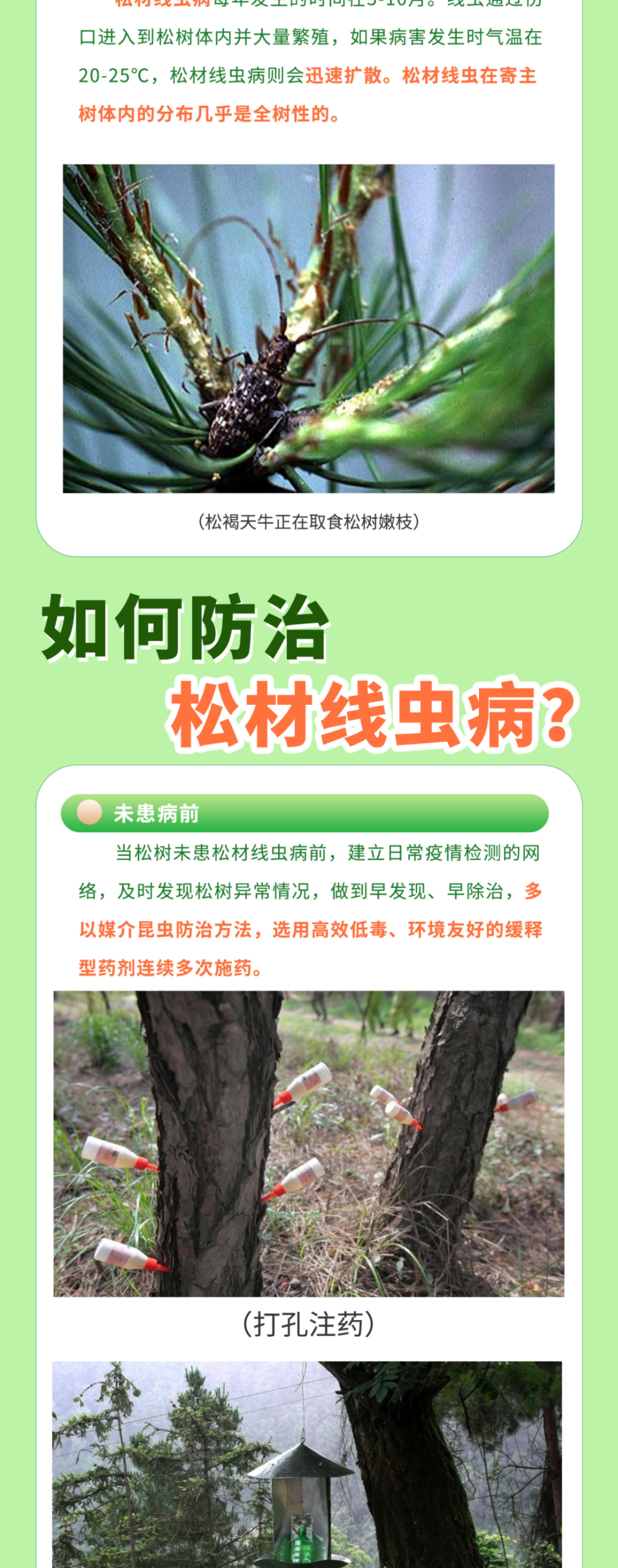 松材线虫病:了解它,预防它