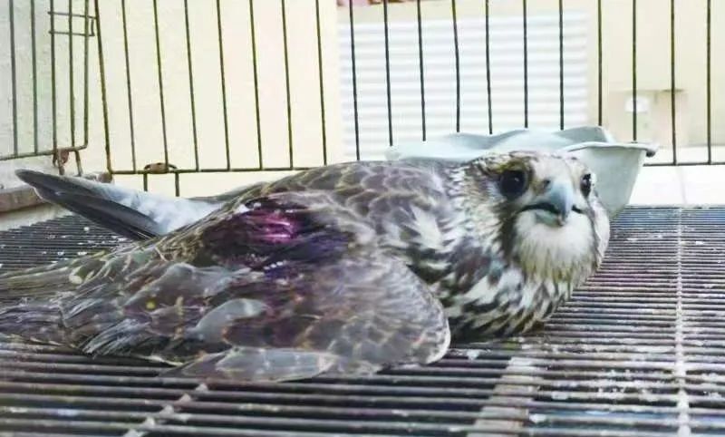 多方接力救助国家一级保护动物猎隼   昨已安全送抵沈阳进行手术治疗