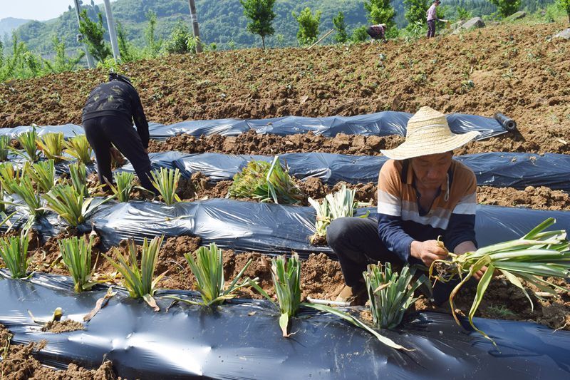 开阳县米坪乡:黄桃树下多类套种 一地喜收两层"金"