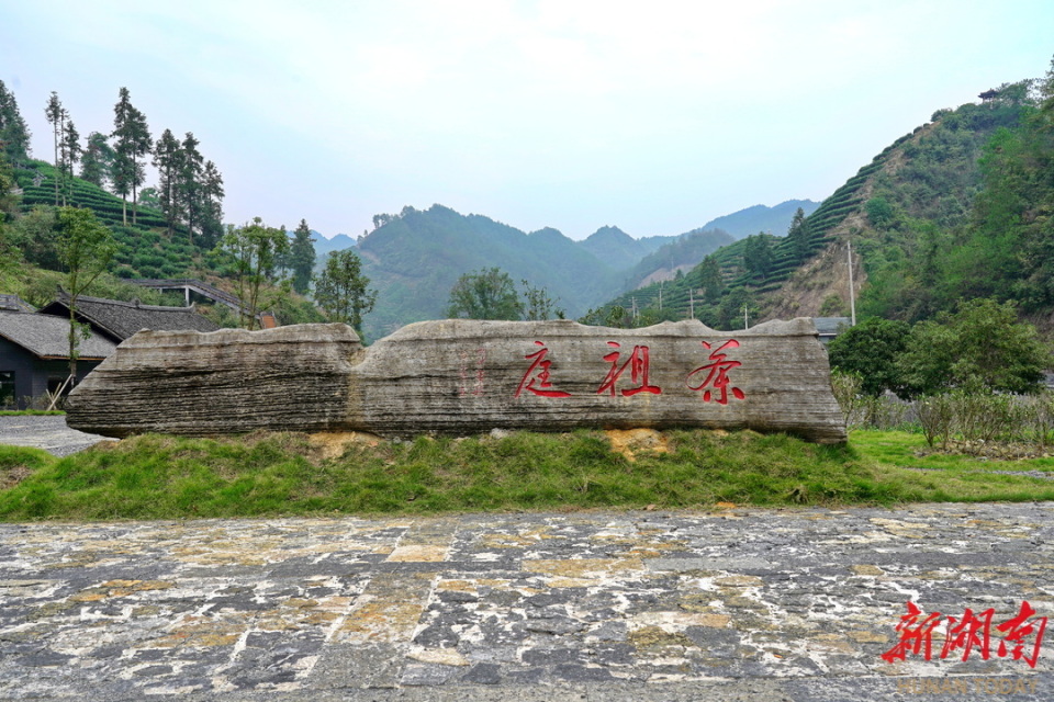 吕洞山镇浓浓茶香沁人心千古茶事传美名