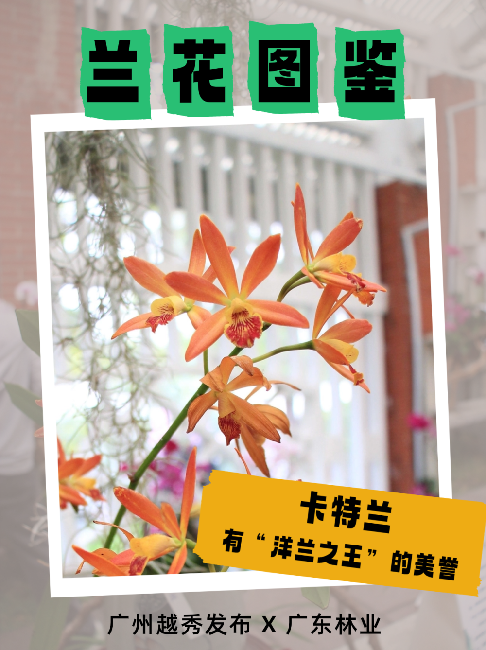 兰缘盛荟丨幽幽兰香,收好这份赏兰指南_腾讯新闻