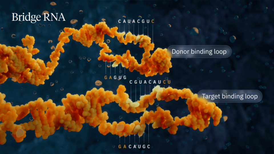青出于蓝！张锋的学生Patrick Hsu连发2篇Nature，推出基于“桥RNA”的全新基因编辑技术_腾讯新闻
