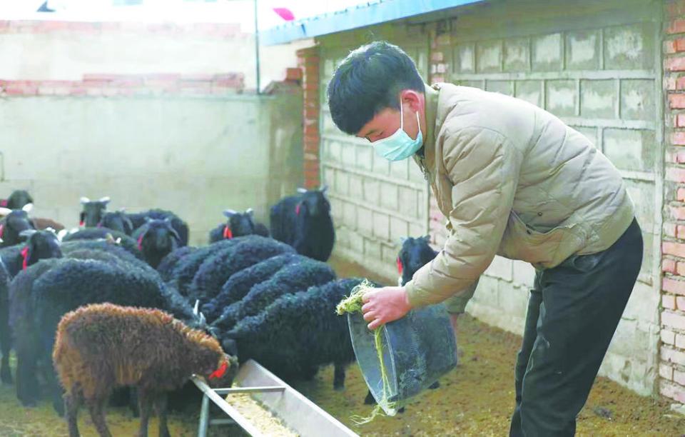 草原"黑珍珠" 助力牧民走上致富路 ——贵南县黑藏羊繁育中心见闻