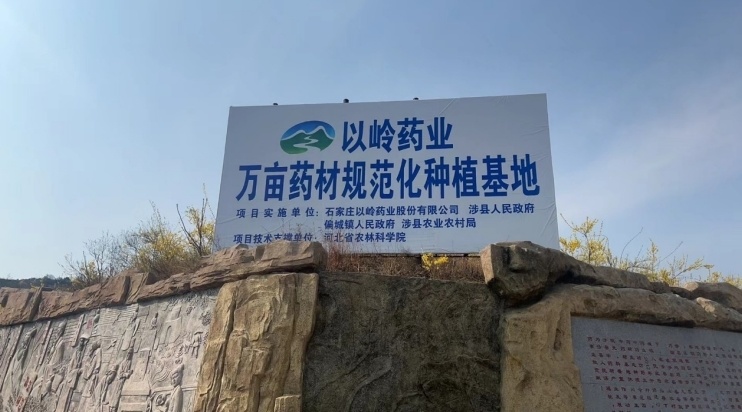 以岭药业十万亩连翘种植基地成为村民致富黄金钥匙