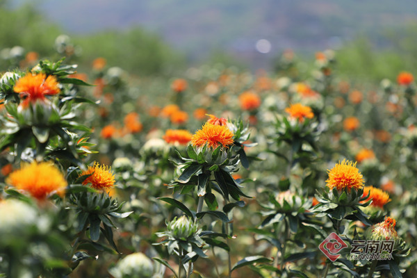 云南南华县:红花映春 开出乡村振兴新盛景_腾讯新闻
