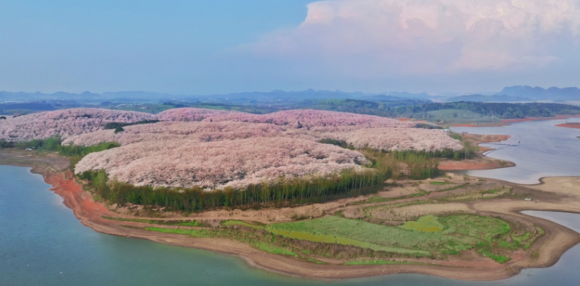 贵安樱花园花海与彩虹惊艳同框