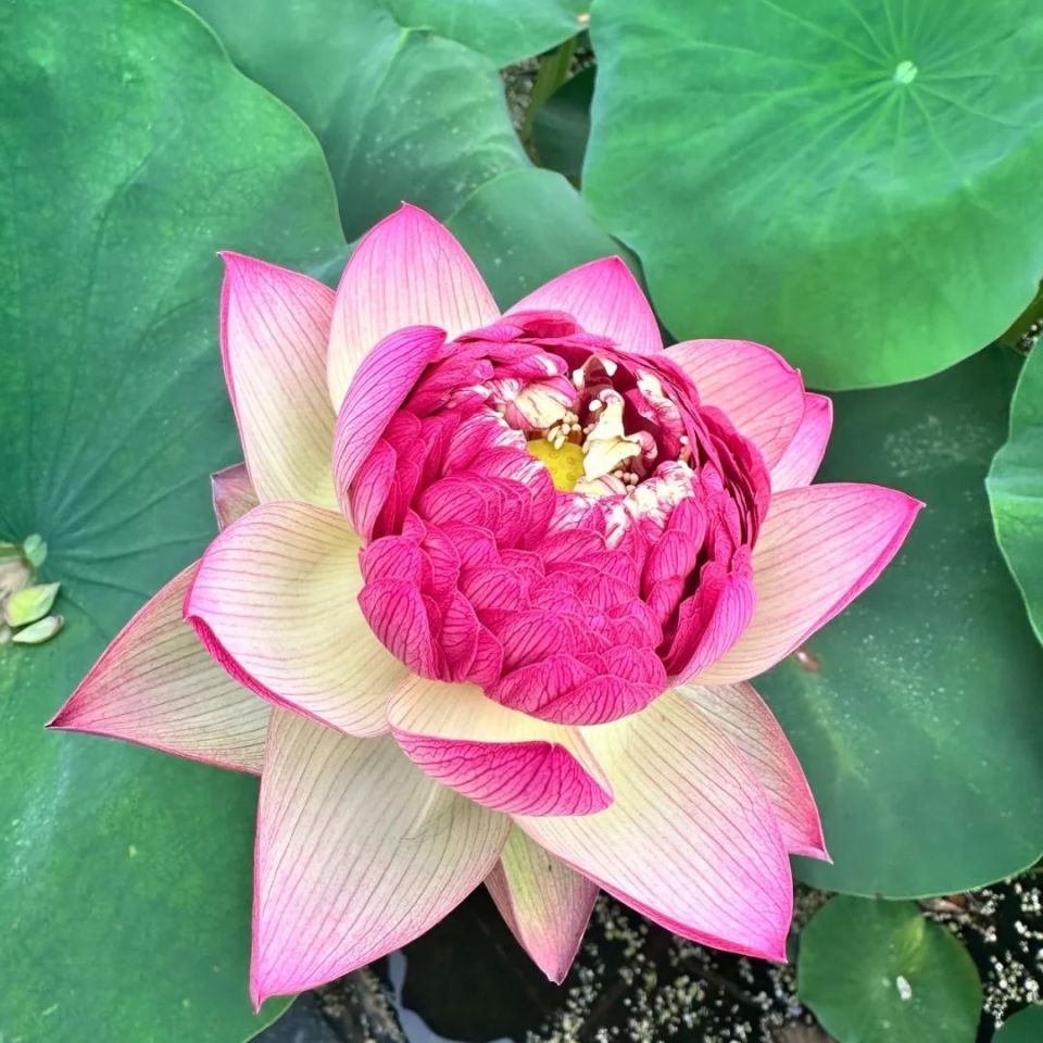 妈妈的莲花头像又双叒上新啦