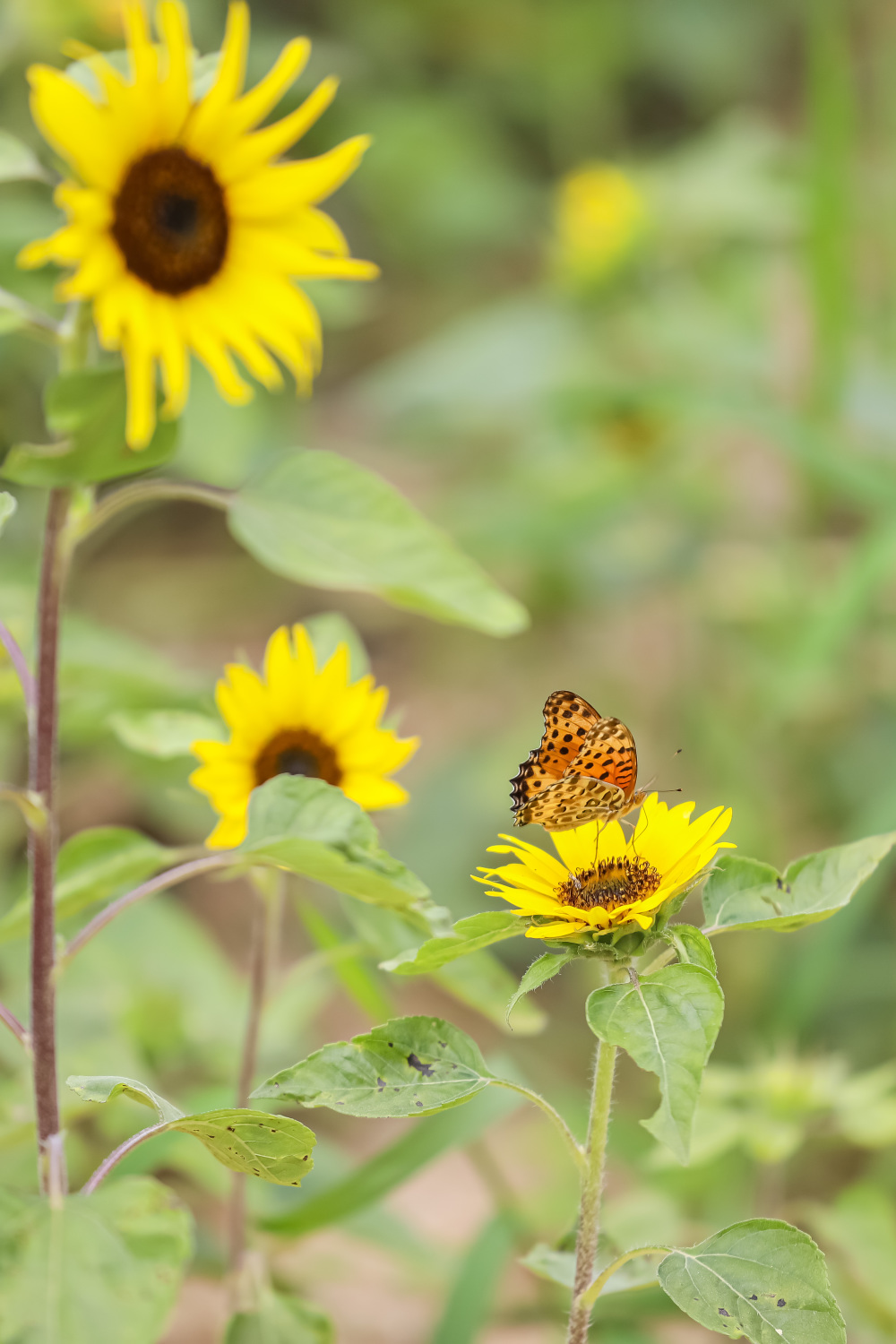 向阳花开迎盛夏