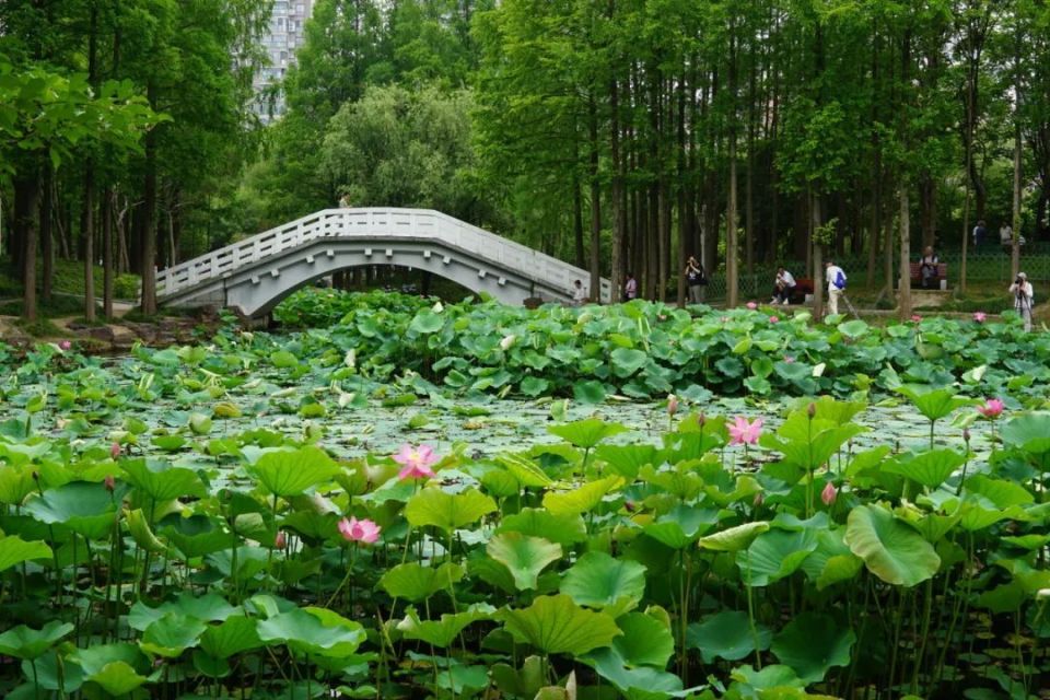 金山这些公园的荷花已盛放
