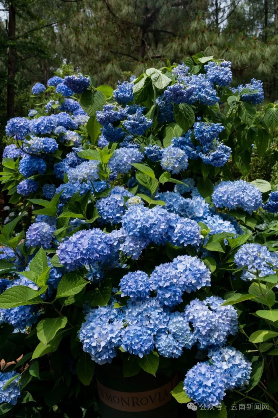 【行摄云南】绣球花开夏日美