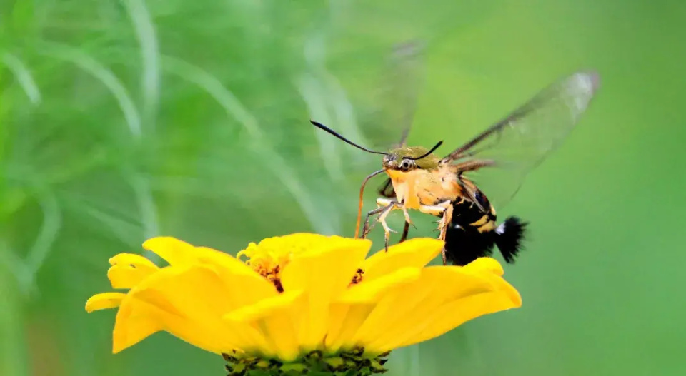 云南省普洱市孟连县现罕见蜂鸟鹰蛾盘旋花间 形体像鸟像蜂像蝶又像蛾