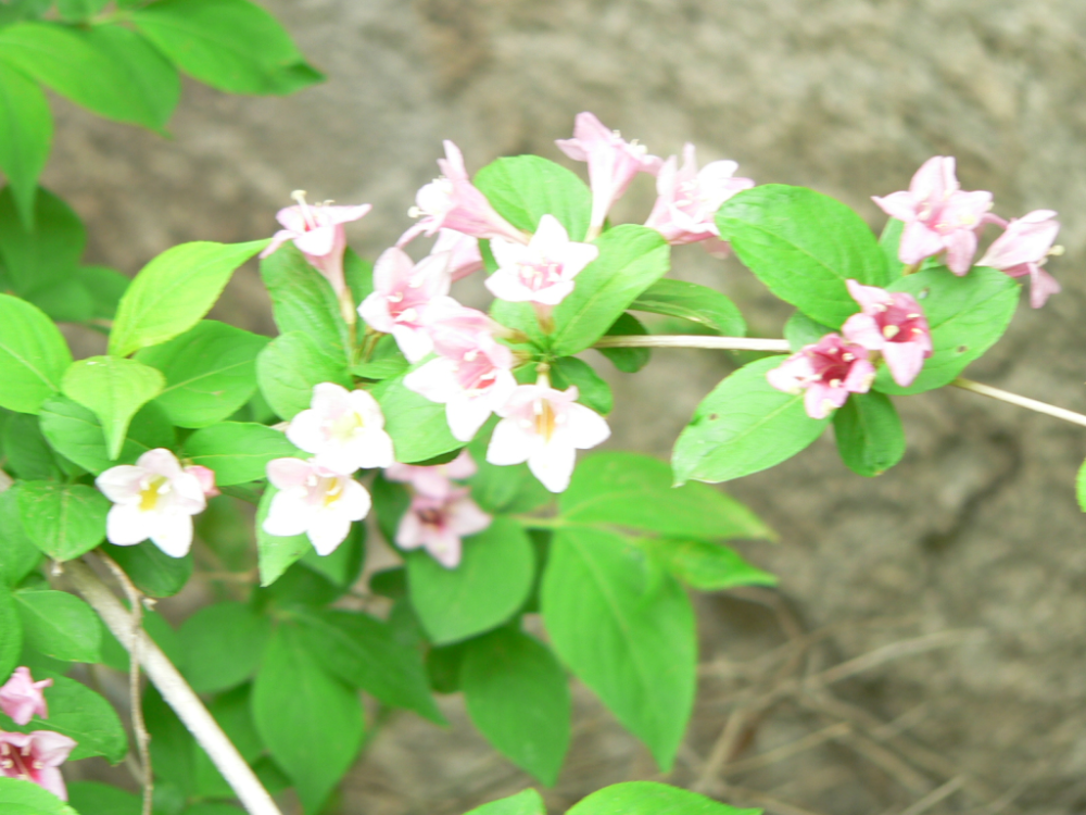 山姜花（山姜子花的图片） 第17张