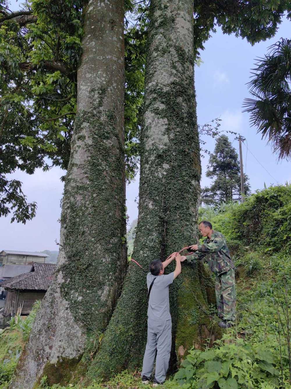 荔波发现全省最大红豆树属植物秃叶红豆树
