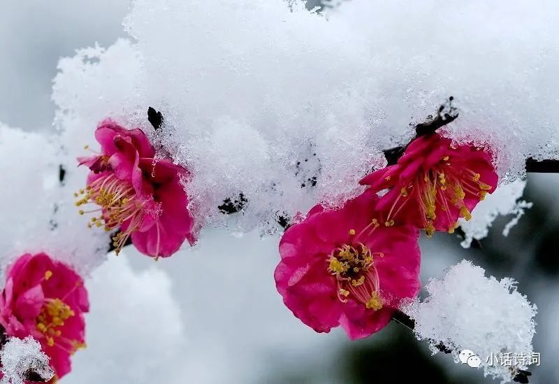 梅花冬雪夜景图片图片