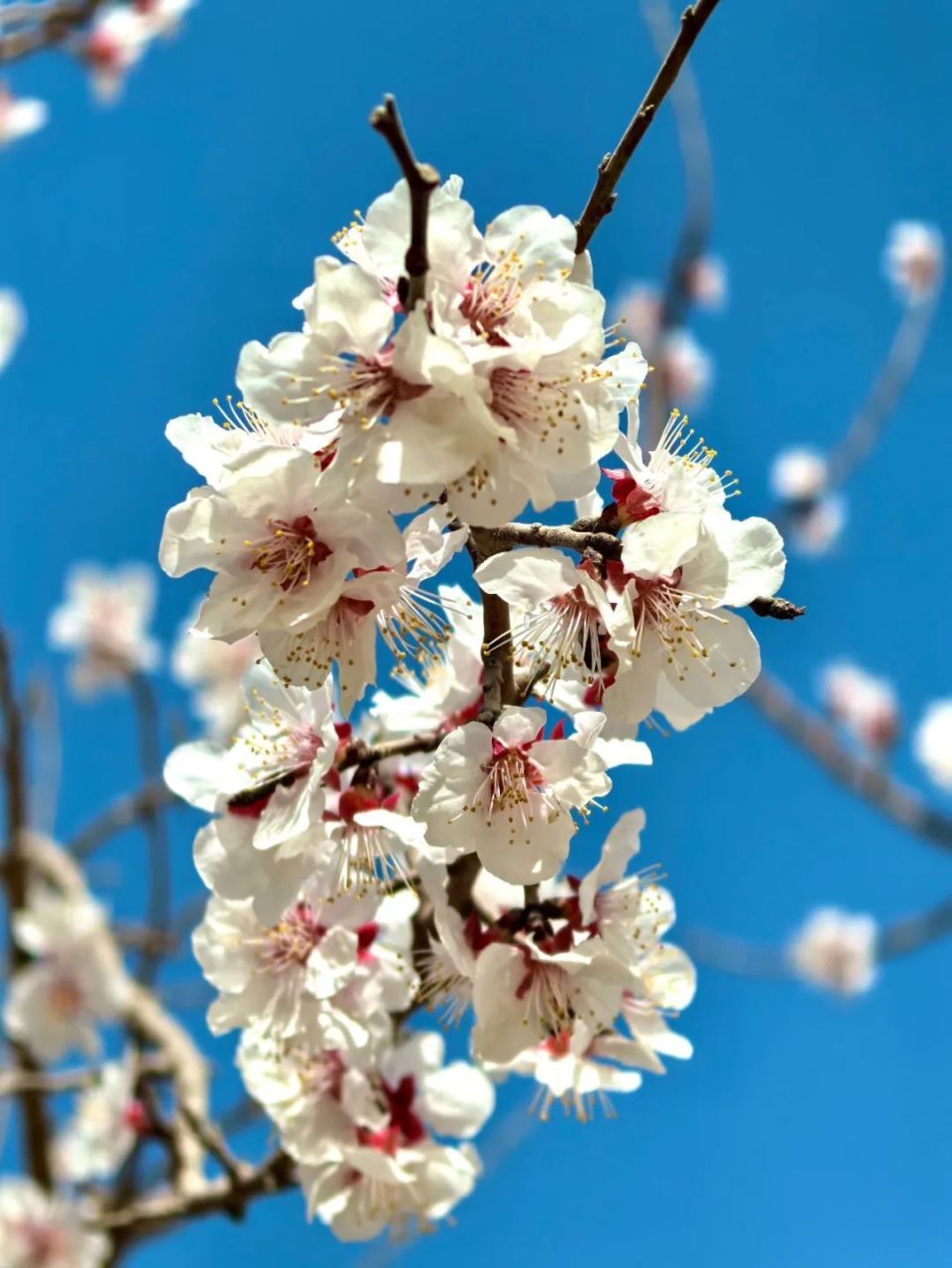 万亩「杏花」已上线!花期短暂,速来