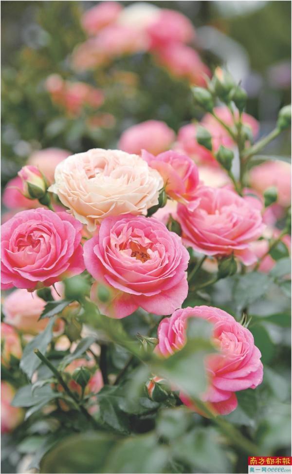三月天 赏月季_腾讯新闻